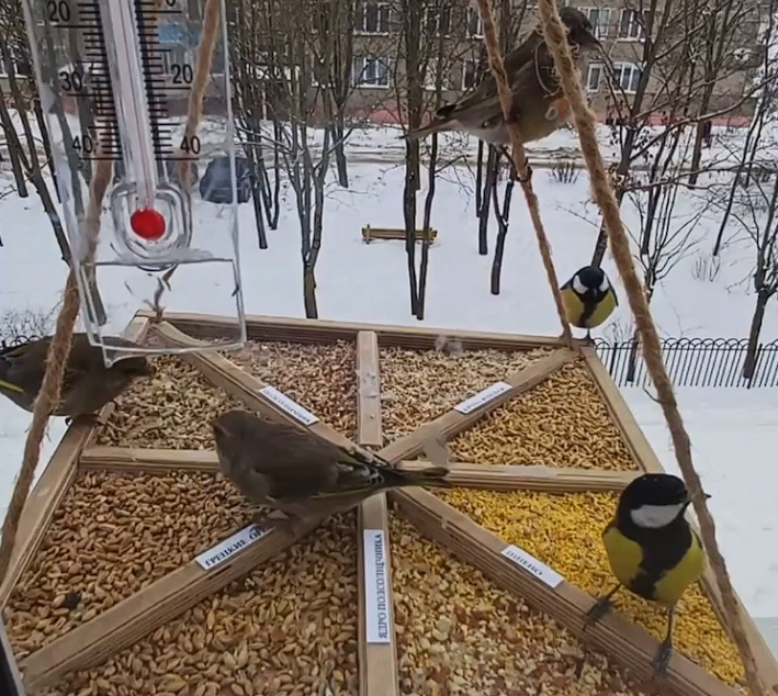 Поддержка птиц в зимнее время